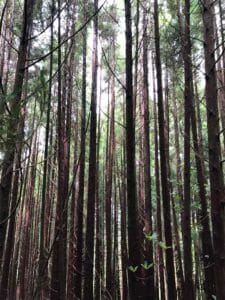 Traversée de la forêt - Sao Miguel 