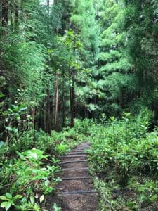 Traversée de la forêt - Sao Miguel 