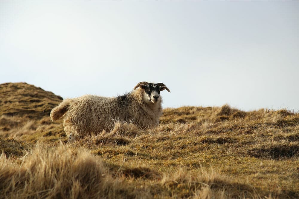 Scottish sheep - Isle of Skye