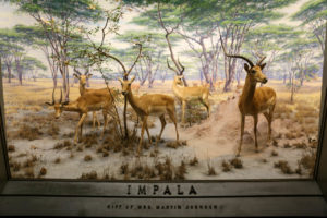 Muséum américain d’histoire naturelle, New York - Expo mammifères