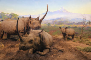 Muséum américain d’histoire naturelle, New York - Expo mammifères